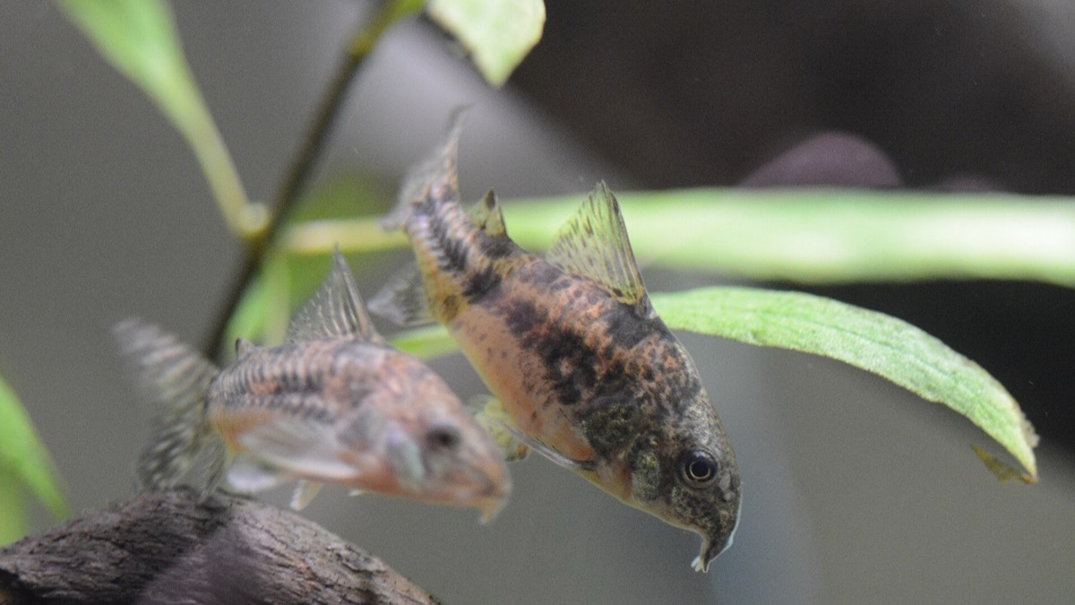 Corydoras sobre un sustrato de arena fina
