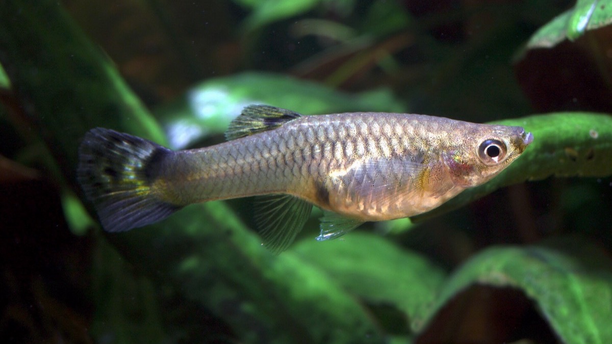Guppys en un acuario de 60 litros