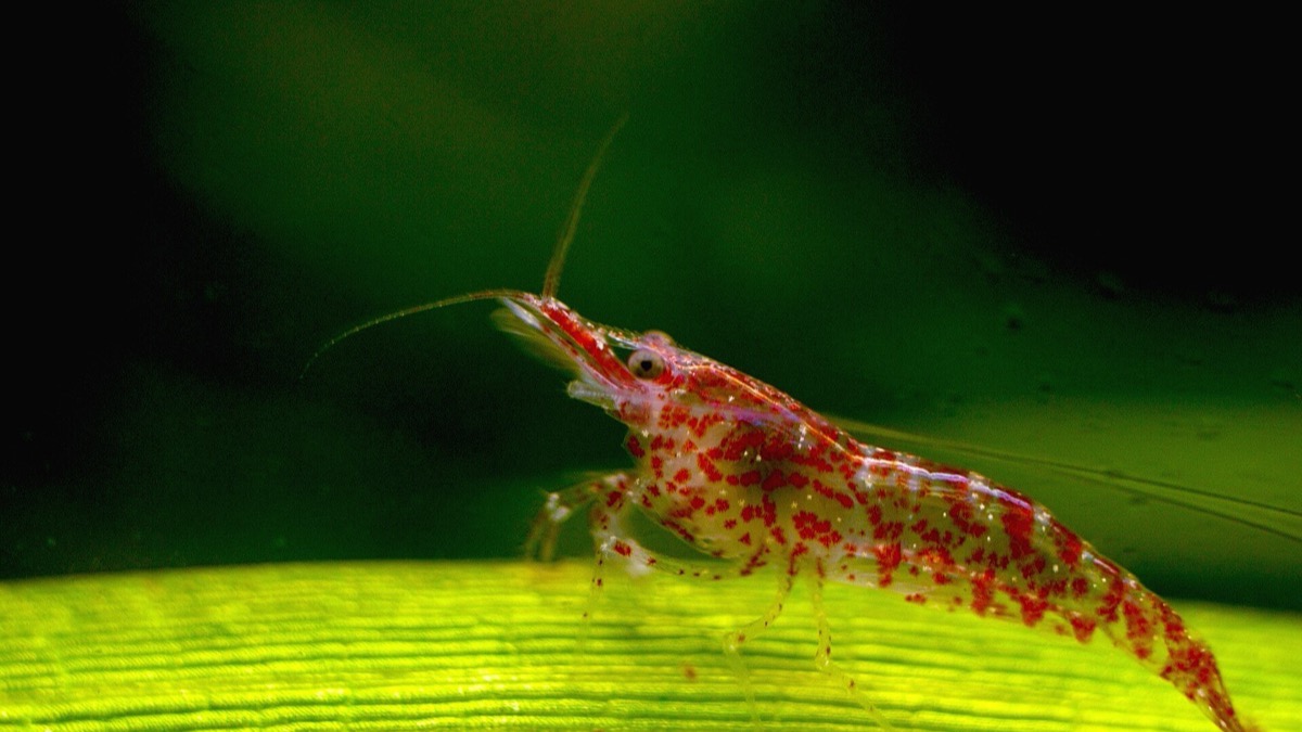 Guppys y gambas conviviendo en un acuario plantado