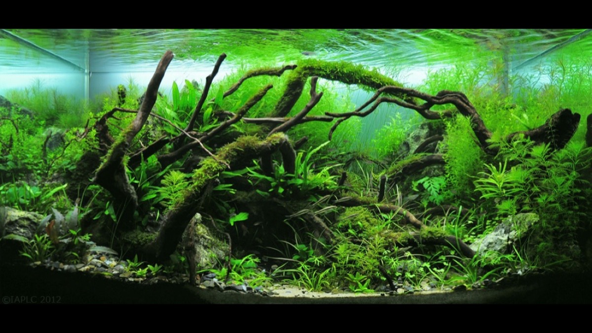 Rampe LED pour aquarium planté