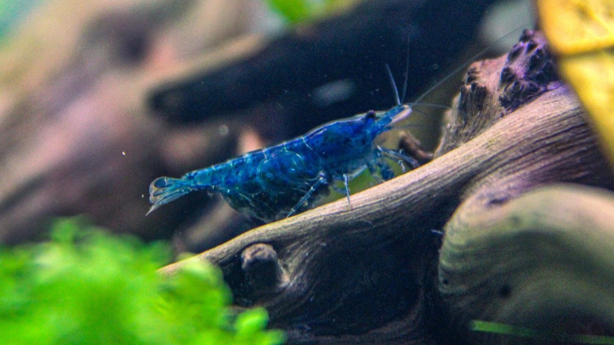 Caridine Neocaridina in un nano da 30 L