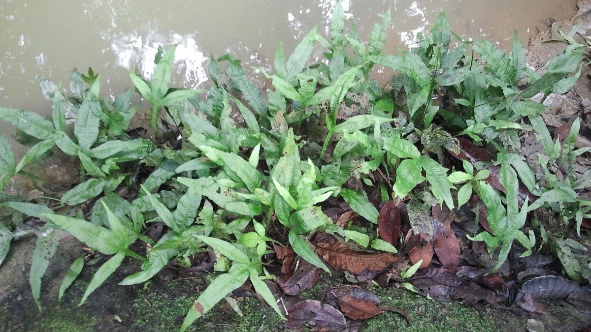 Plantas de acuario fáciles sin CO2
