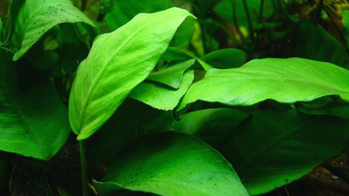 Anubias bajo una pantalla LED moderada
